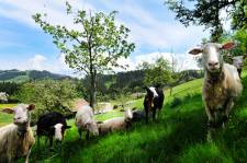 Milchschafe auf der Weide.