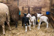 wenige Tage alte Lämmer