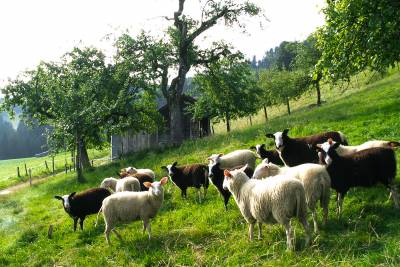 Lämmer auf der Weide