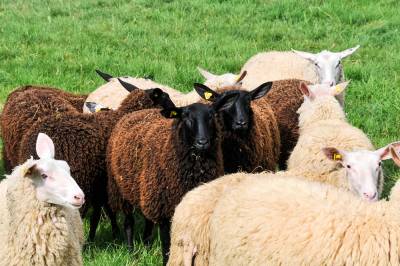 Milchschaflämmer im Alter von ungefähr fünf Monaten